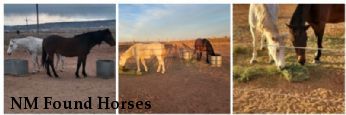 NM Found Horses